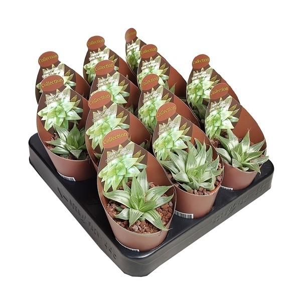 Горшечные цветы и растения оптом Haworthia Silver Variegata Potcover от 12шт (для телеги) из Голландии с доставкой по России