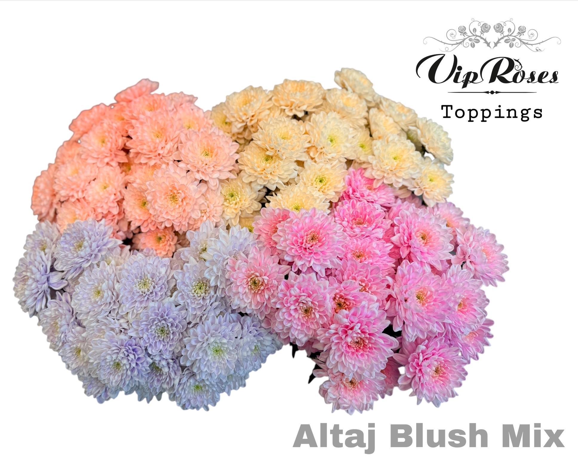 Срезанные цветы оптом Chrys sp paint altaj blush mix от 20шт из Голландии с доставкой по России