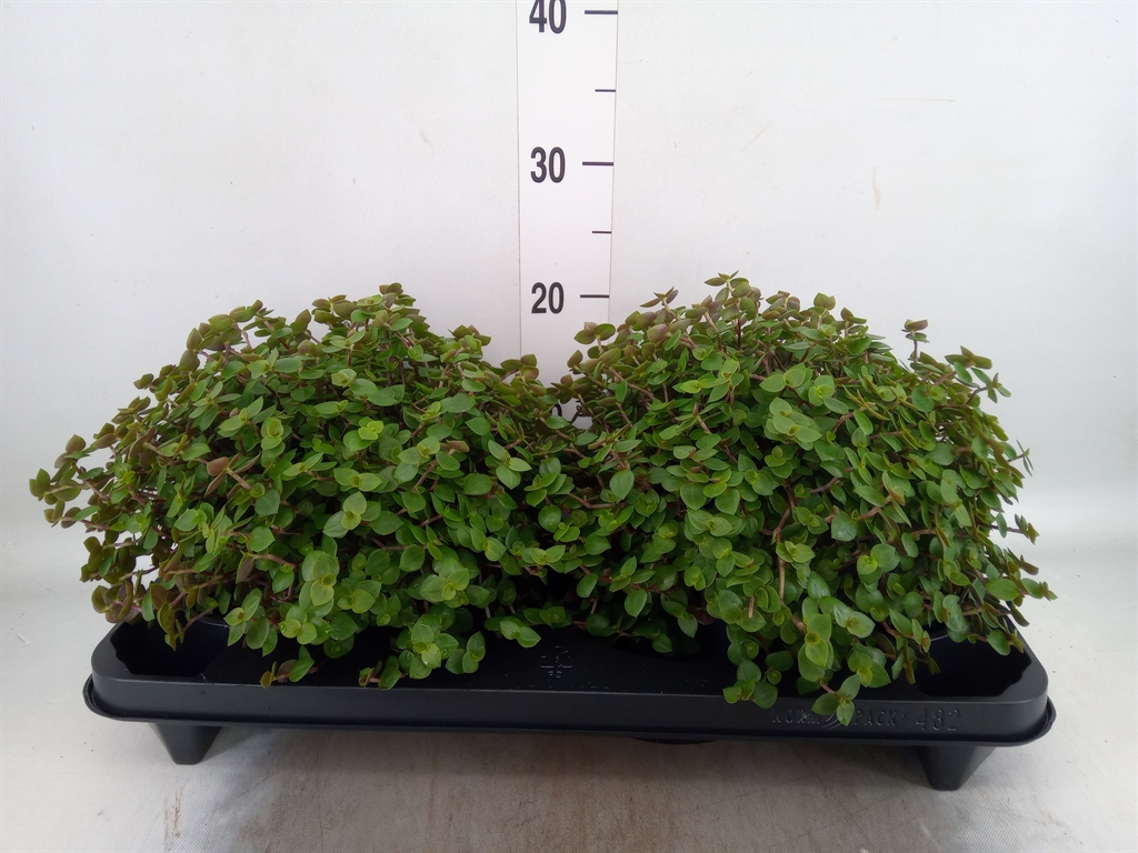 Горшечные цветы и растения оптом Callisia Repens от 2шт из Голландии с доставкой по России