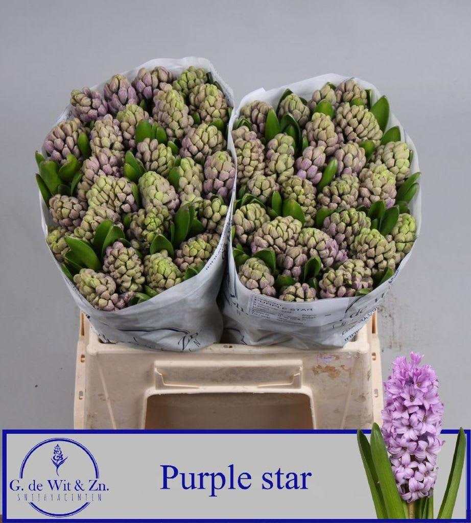 Срезанные цветы оптом Hyacinthus purple star от 50шт из Голландии с доставкой по России