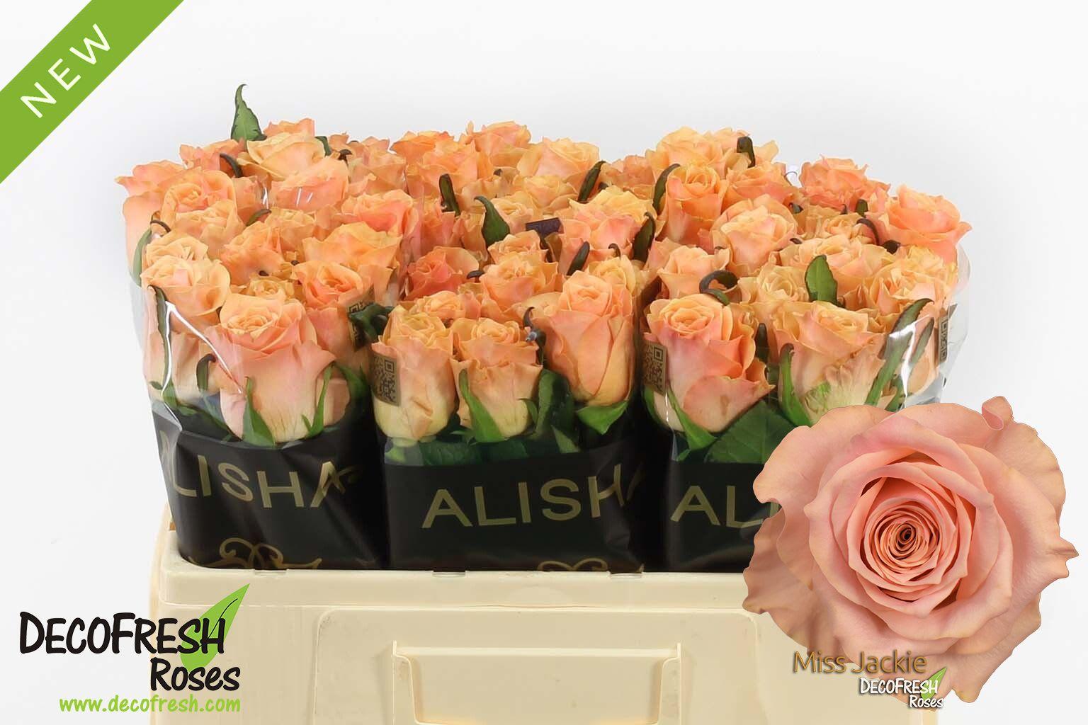 Срезанные цветы оптом Rosa large other (klok 08) от 60шт из Голландии с доставкой по России