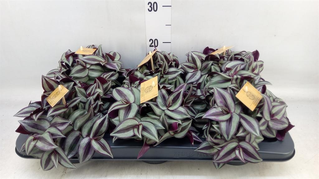 Горшечные цветы и растения оптом Tradescantia Zebrina Purpusii от 6шт из Голландии с доставкой по России