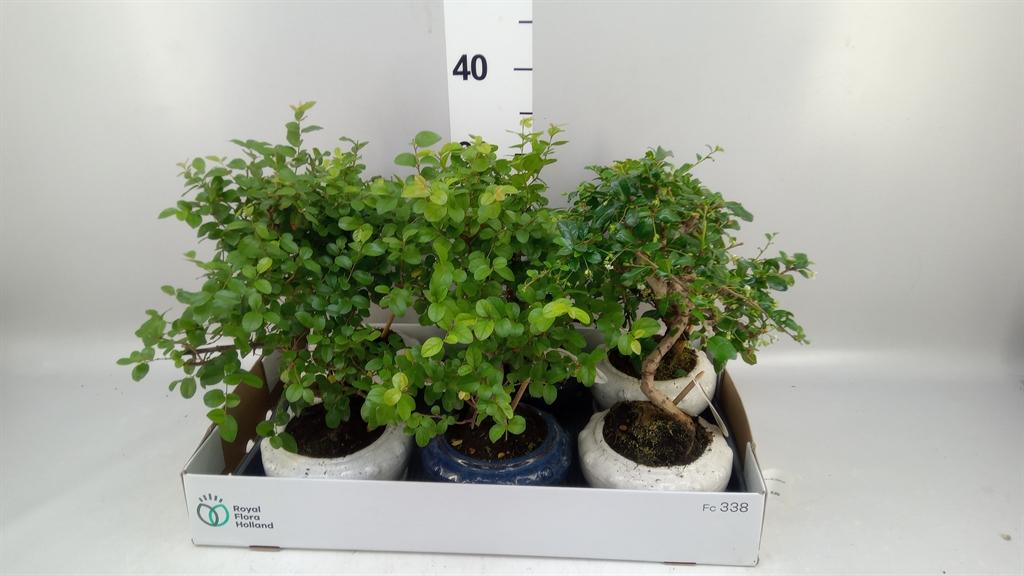 Горшечные цветы и растения оптом Bonsai ...mix от 6шт из Голландии с доставкой по России