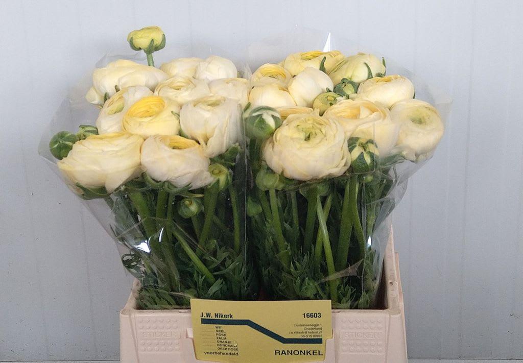 Срезанные цветы оптом Ranunculus aazur cream от 30шт из Голландии с доставкой по России