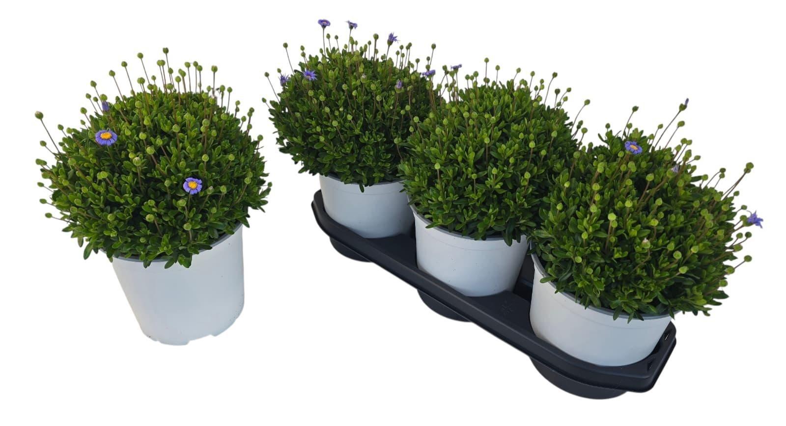 Горшечные цветы и растения оптом Feli Am Felicit Blue от 3шт из Голландии с доставкой по России