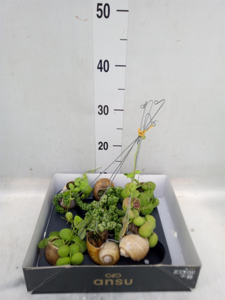 Горшечные цветы и растения оптом Dischidia Nummul. от 6шт из Голландии с доставкой по России