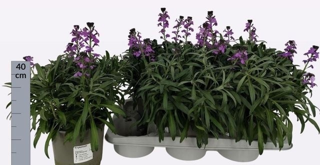 Горшечные цветы и растения оптом Erys Sup Bowl Mauve от 6шт из Голландии с доставкой по России