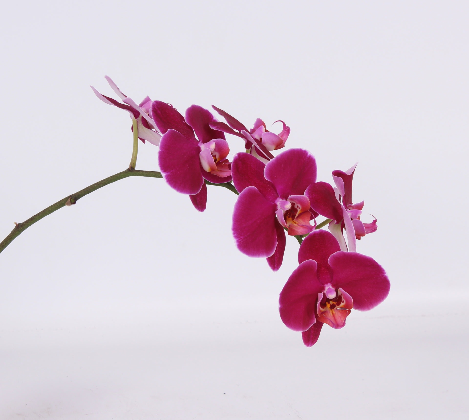 Срезанные цветы оптом Phalaenopsis от 15шт. из Голландии с доставкой по России