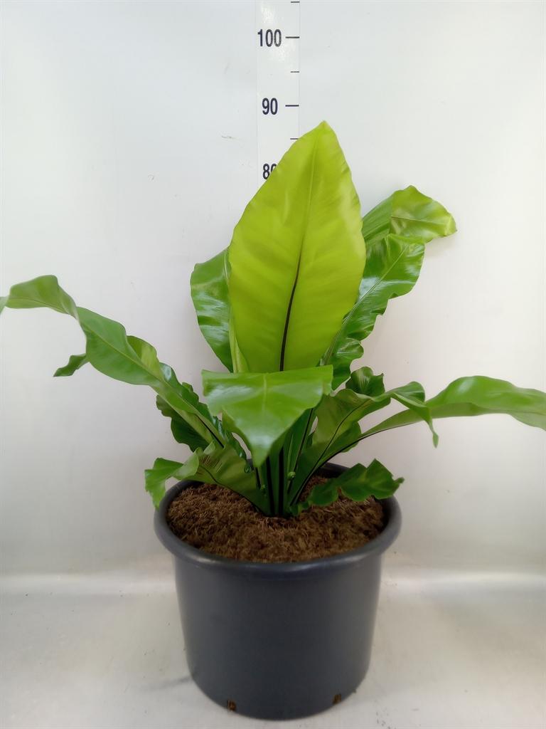 Горшечные цветы и растения оптом Asplenium Nidus от 1шт из Голландии с доставкой по России