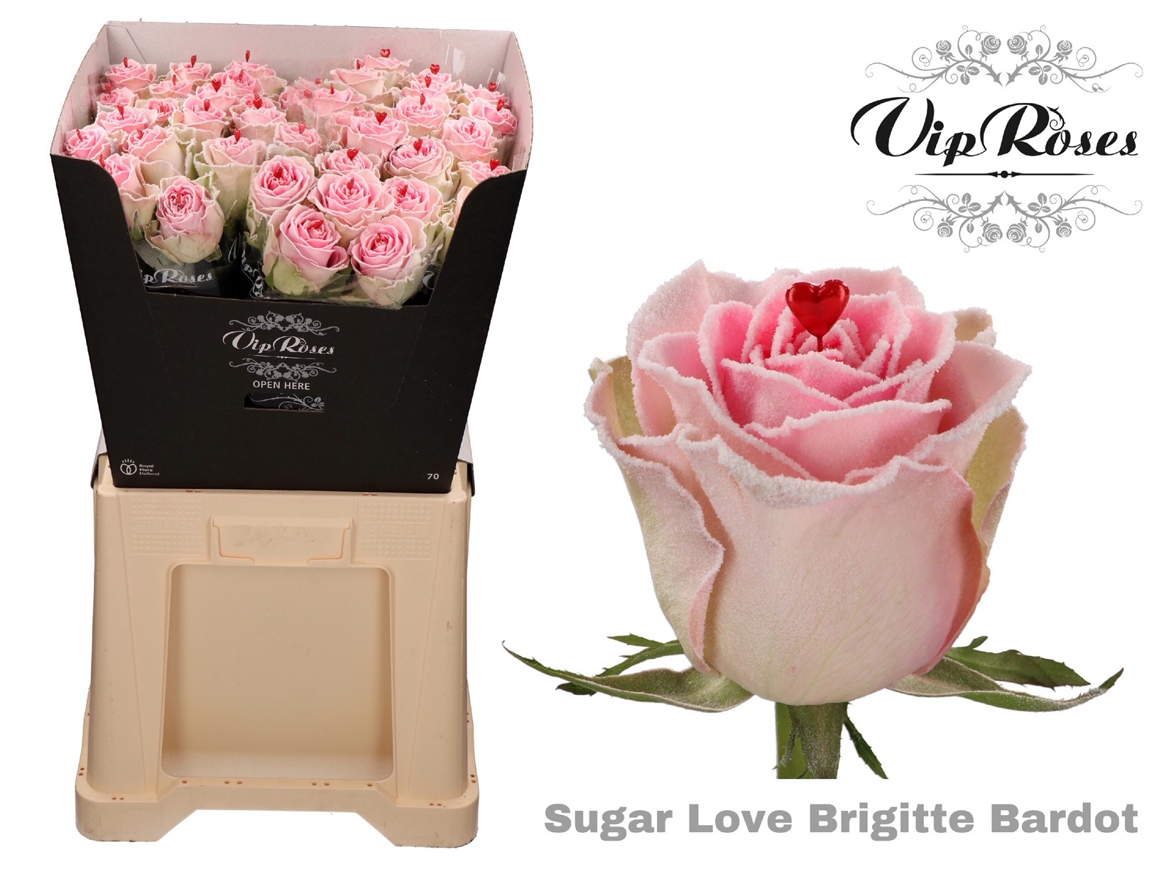 Срезанные цветы оптом Rosa large paint sugar love brigitte bardot от 40шт из Голландии с доставкой по России