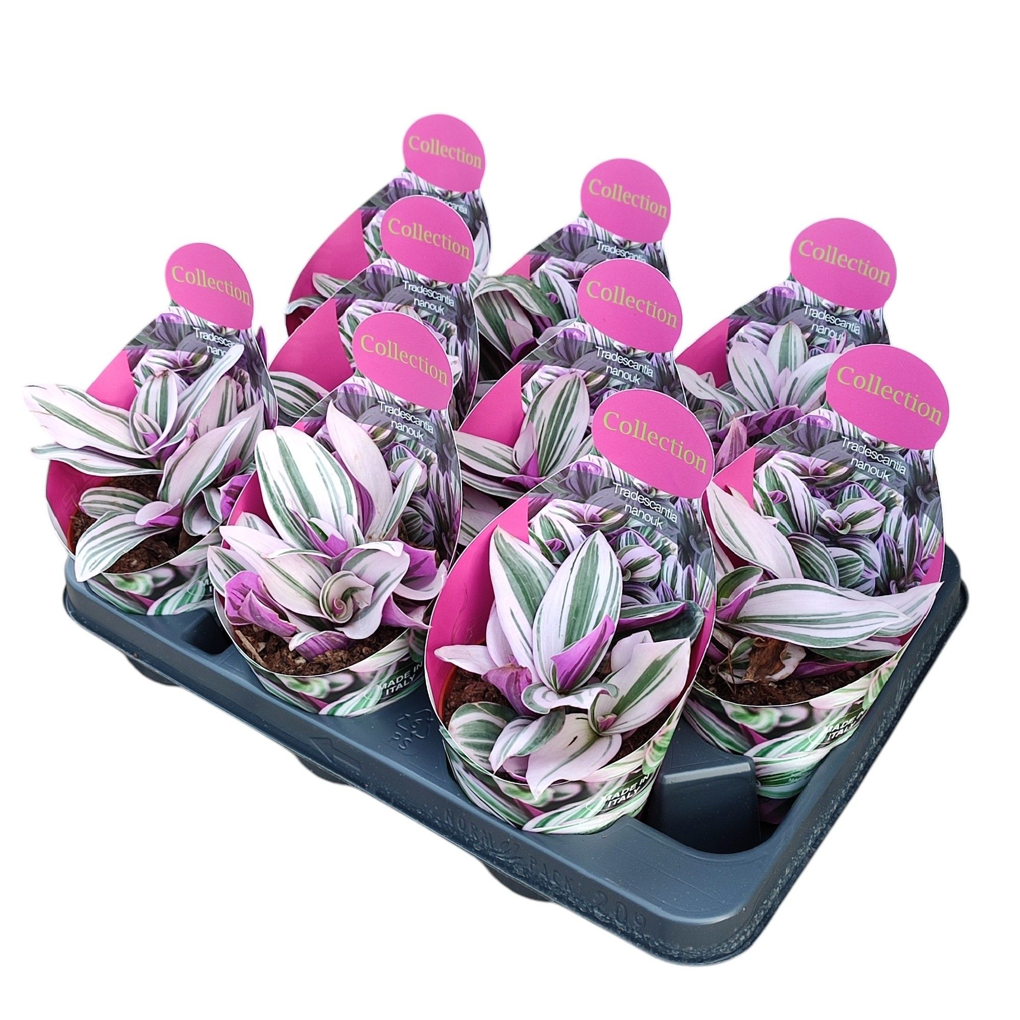 Горшечные цветы и растения оптом Tradescantia Albiflora Nanouk Potcover от 9шт из Голландии с доставкой по России