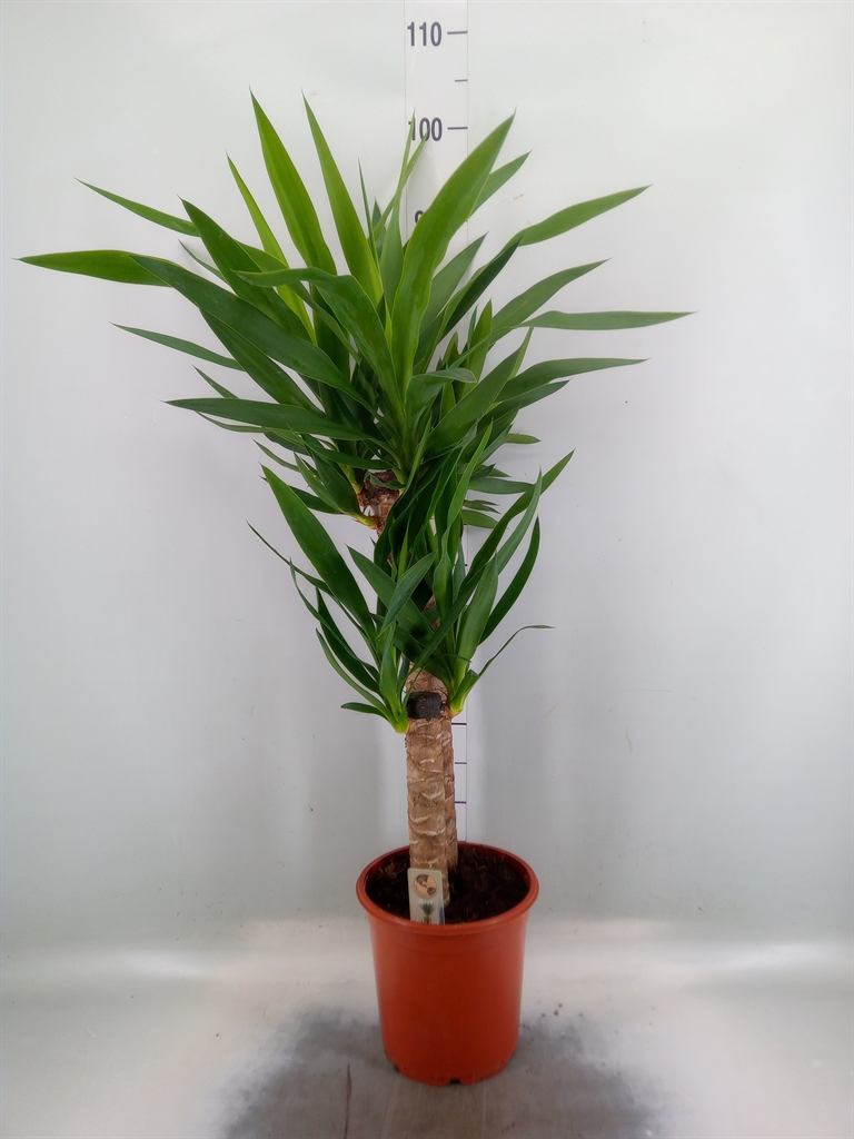 Горшечные цветы и растения оптом Yucca   ... от 1шт из Голландии с доставкой по России