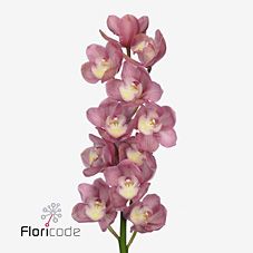 Срезанные цветы оптом Cymbidium pink marita от 6шт. из Голландии с доставкой по России