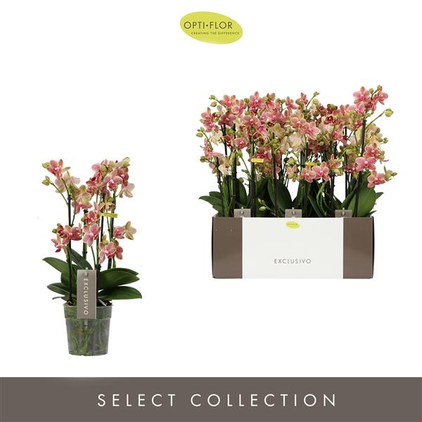 Горшечные цветы и растения оптом Phal 4st Exclusivo Pikachu (opti) от 6шт из Голландии с доставкой по России