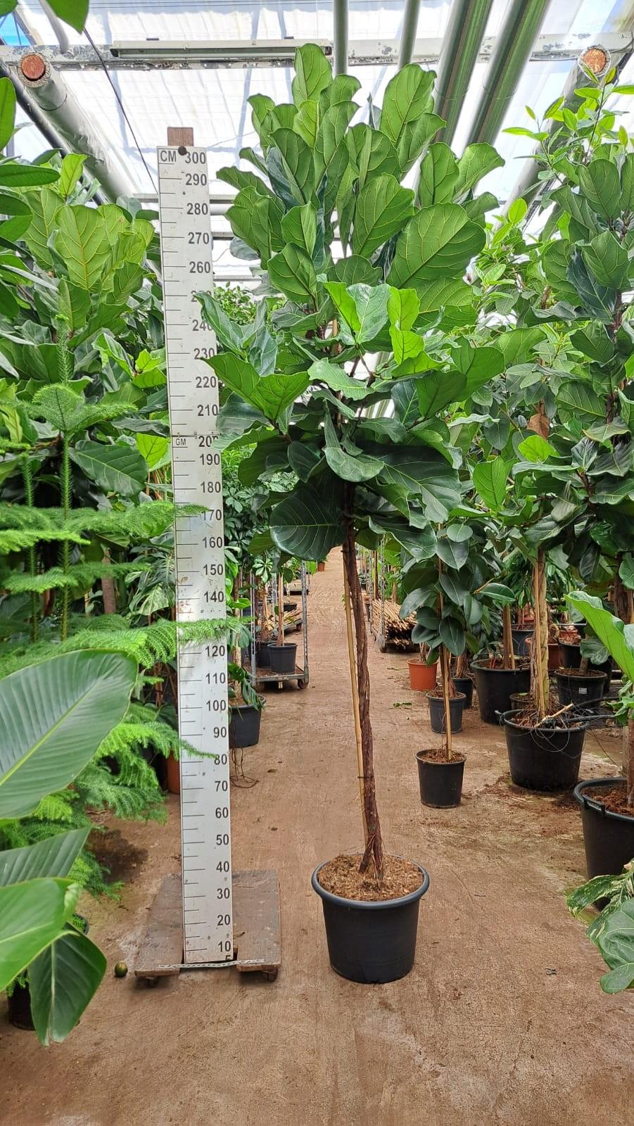 Горшечные цветы и растения оптом Ficus Lyrata Twisted Stem от 1шт из Голландии с доставкой по России
