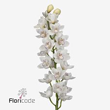 Срезанные цветы оптом Cymbidium white venezia от 10шт из Голландии с доставкой по России