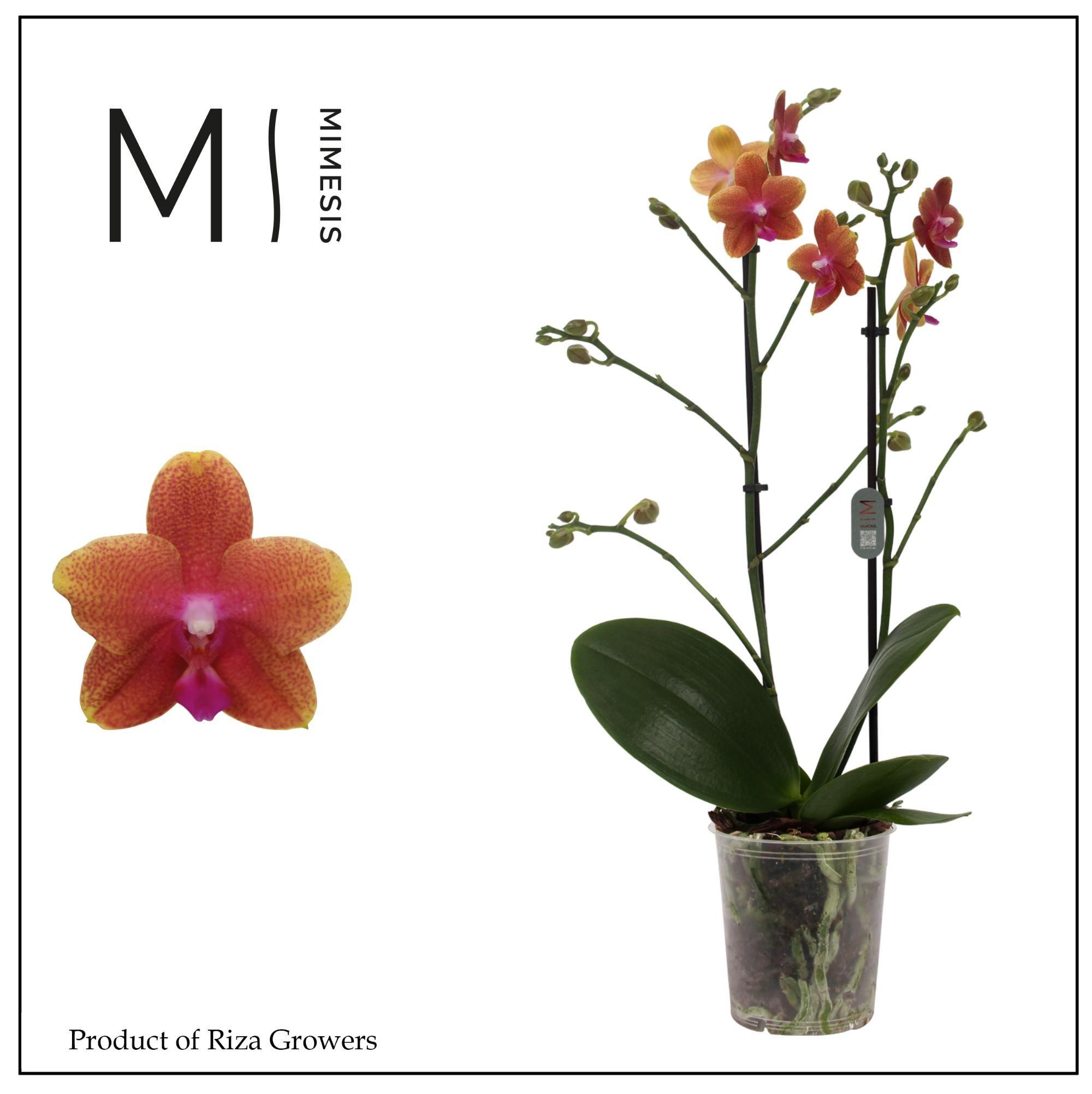 Горшечные цветы и растения оптом Phal 2st Bolgheri  22+ (mimesis) от 8шт из Голландии с доставкой по России