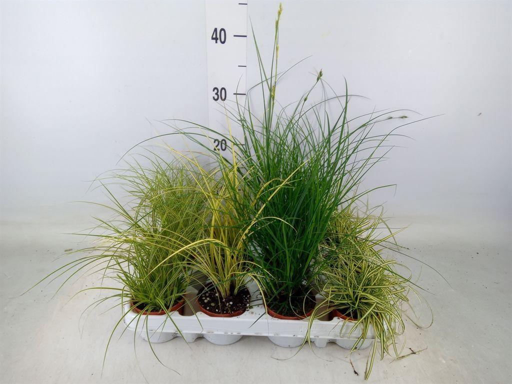 Горшечные цветы и растения оптом Carex   ...mix от 12шт (для телеги) из Голландии с доставкой по России