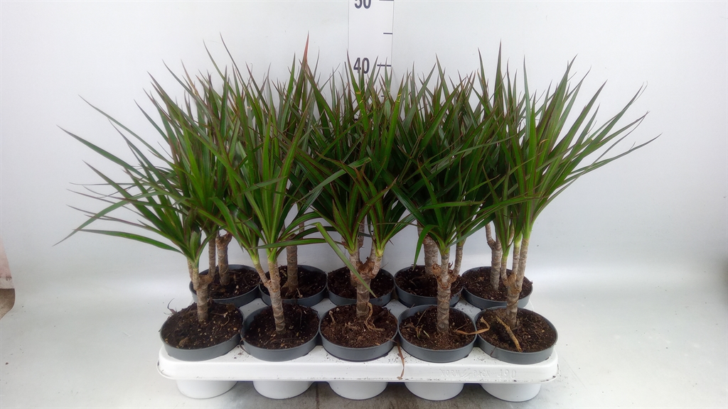 Горшечные цветы и растения оптом Dracaena Marg. от 10шт из Голландии с доставкой по России