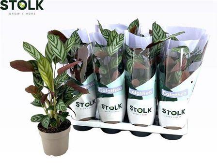 Горшечные цветы и растения оптом Ctenanthe Compactsta от 8шт из Голландии с доставкой по России