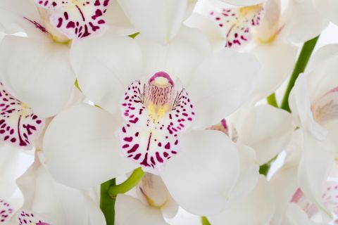 Срезанные цветы оптом Cymbidium white venezia от 9шт из Голландии с доставкой по России