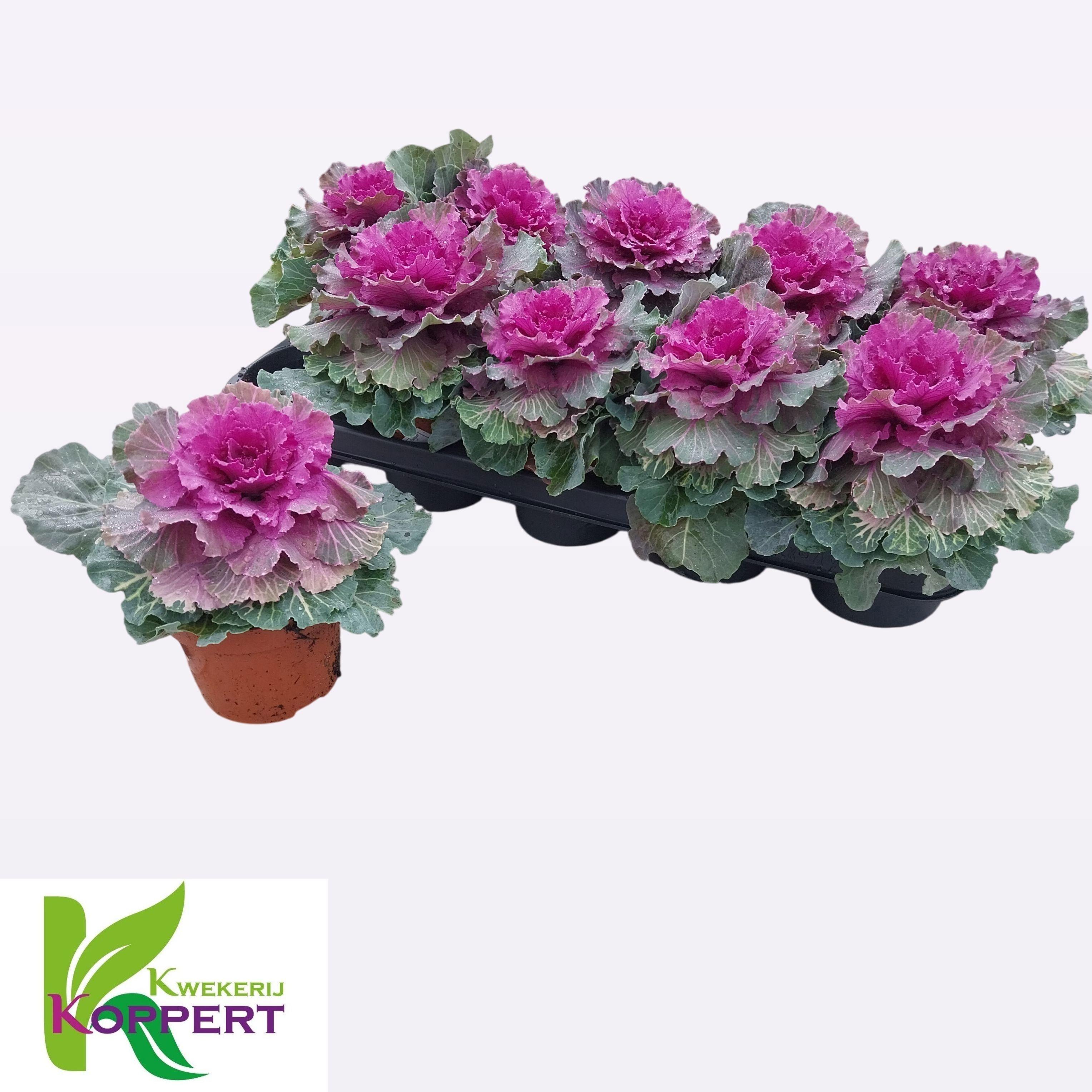 Горшечные цветы и растения оптом Brassica (sierkool) от 10шт из Голландии с доставкой по России