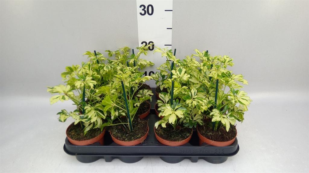 Горшечные цветы и растения оптом Schefflera Arbor. janine от 12шт (для телеги) из Голландии с доставкой по России