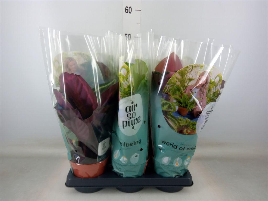 Горшечные цветы и растения оптом Calathea Roseopicta   ...mix от 6шт из Голландии с доставкой по России