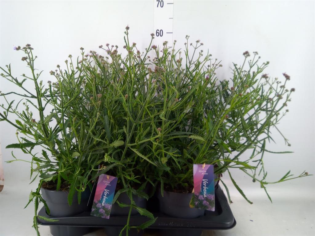 Горшечные цветы и растения оптом Verbena Bonariensis от 6шт из Голландии с доставкой по России