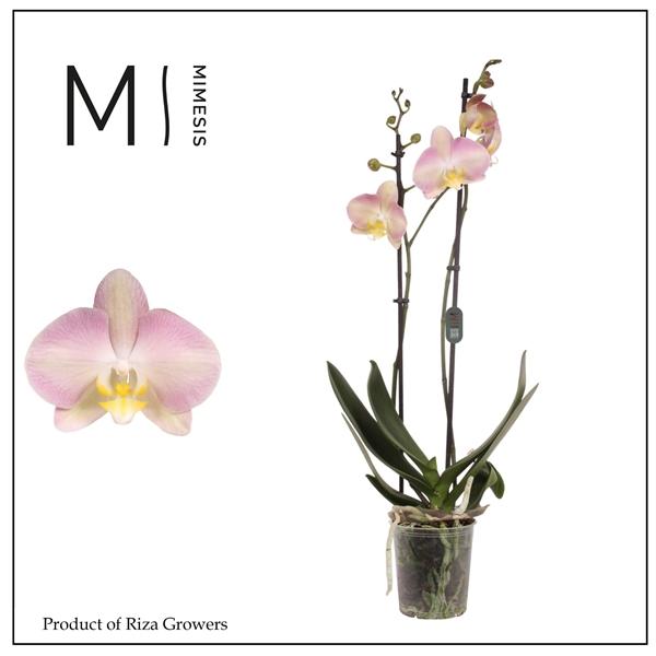 Горшечные цветы и растения оптом Mimesis Phal. Rainbow - 2 Spike 12cm от 10шт из Голландии с доставкой по России