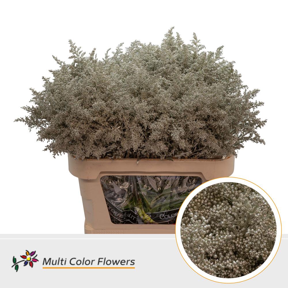 Срезанные цветы оптом Solidago paint platinum от 100шт из Голландии с доставкой по России