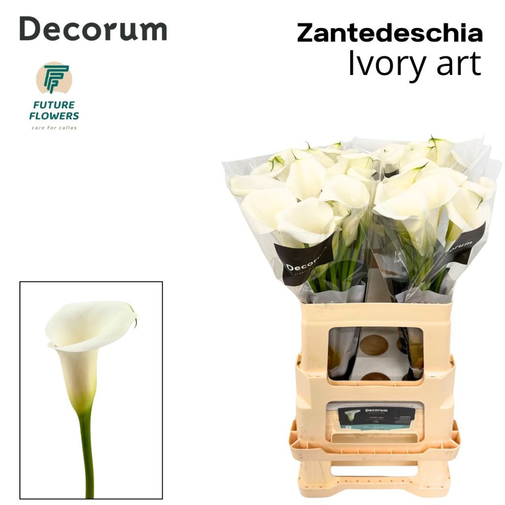 Срезанные цветы оптом Zantedeschia ivory art от 40шт. из Голландии с доставкой по России