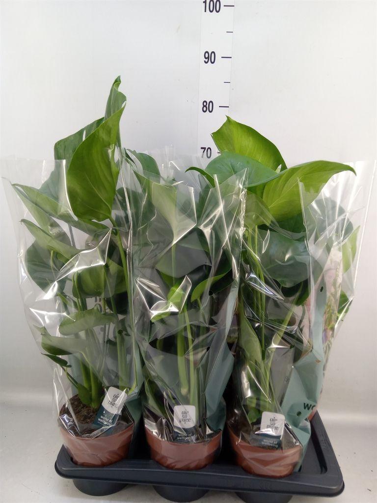 Горшечные цветы и растения оптом Monstera Delic. от 6шт из Голландии с доставкой по России