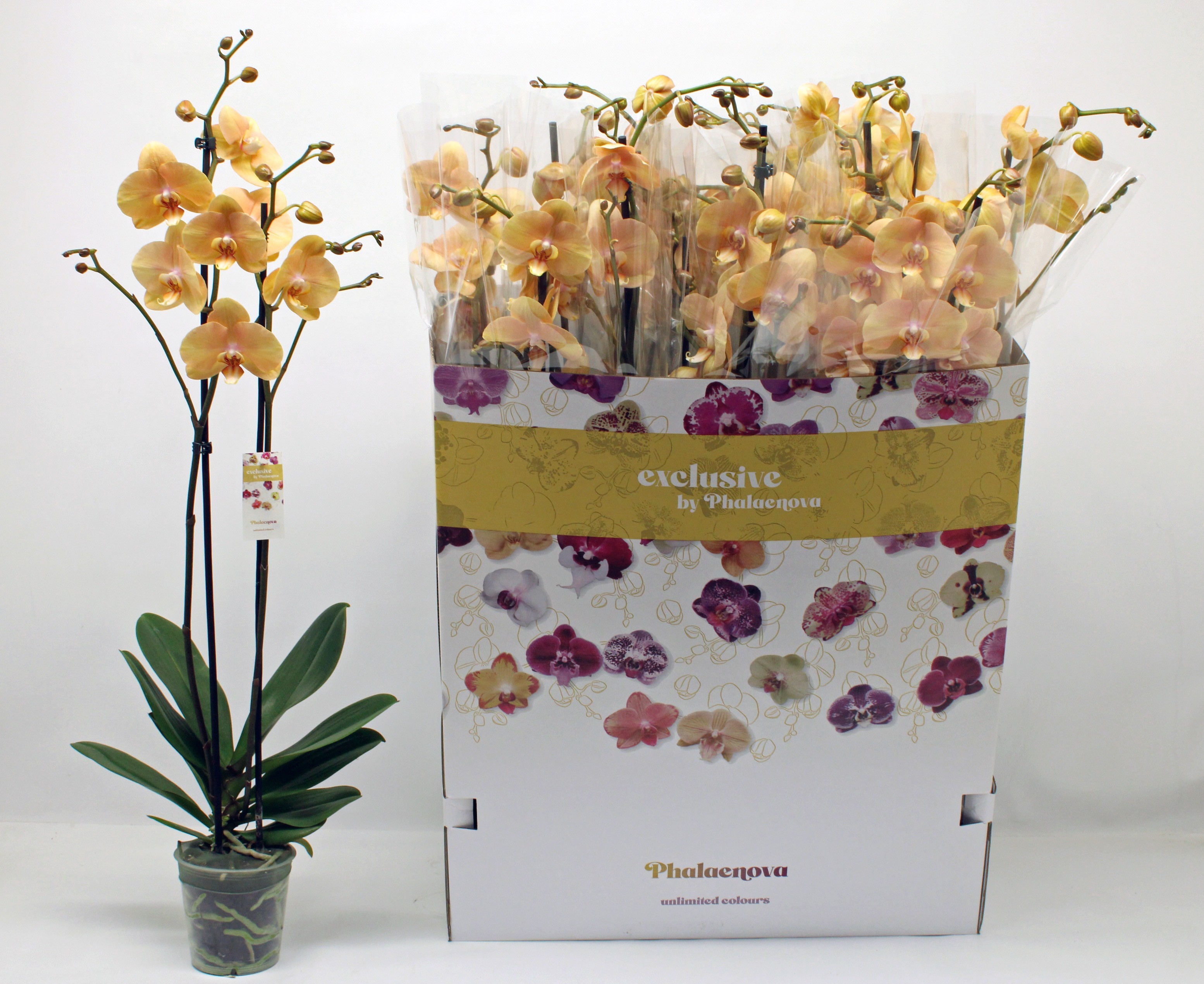 Горшечные цветы и растения оптом Phal Ov Oranje от 12шт из Голландии с доставкой по России