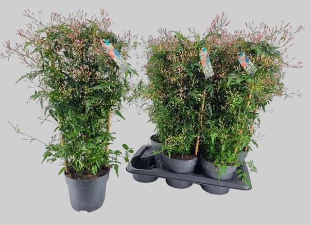 Горшечные цветы и растения оптом Jasm Polyanthum Wit от 6шт из Голландии с доставкой по России