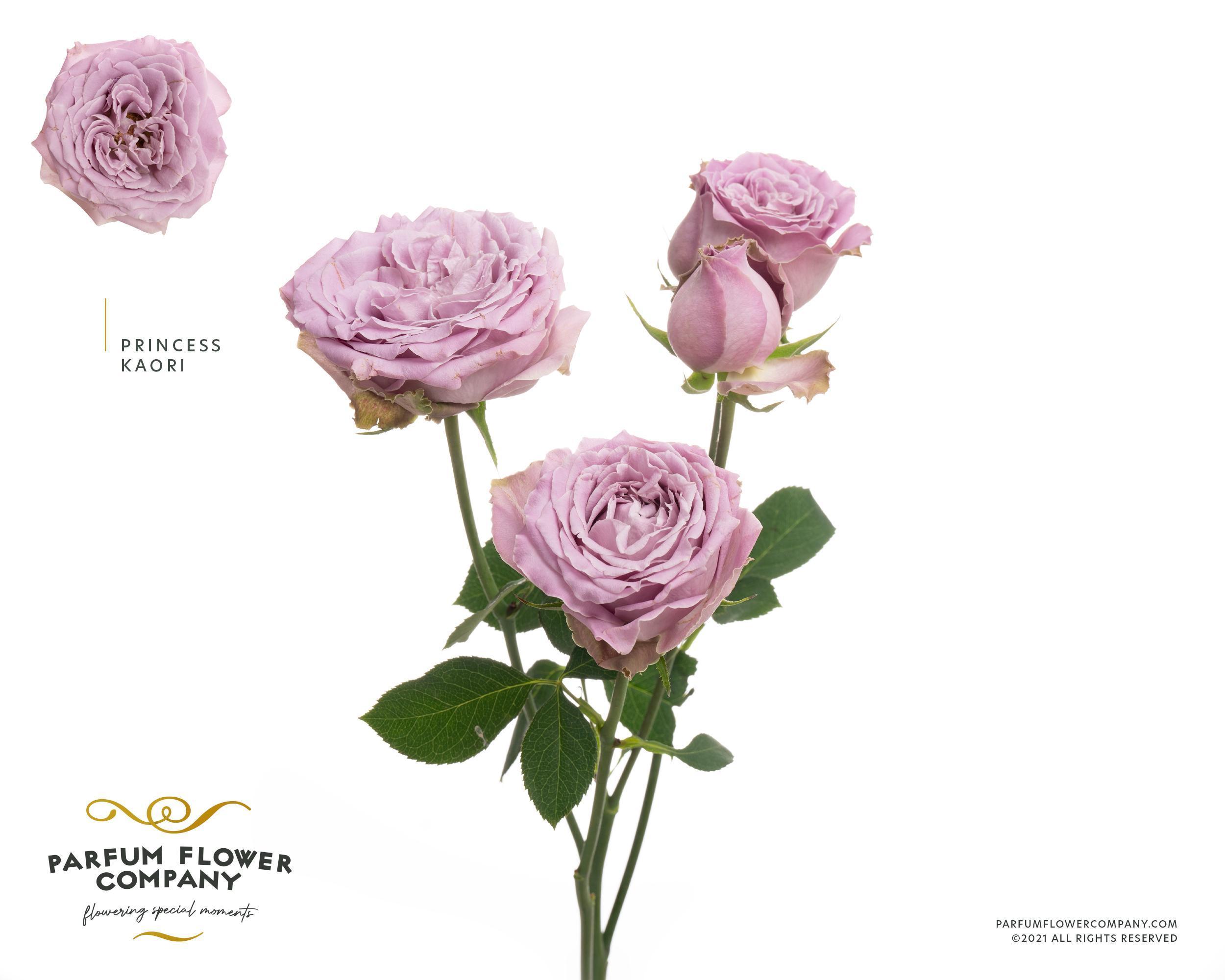 Срезанные цветы оптом Rosa spray garden princess kaori от 12шт из Голландии с доставкой по России