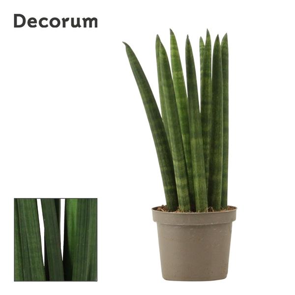Горшечные цветы и растения оптом Sansevieria Cylindrica Straight (decorum) от 18шт (для телеги) из Голландии с доставкой по России