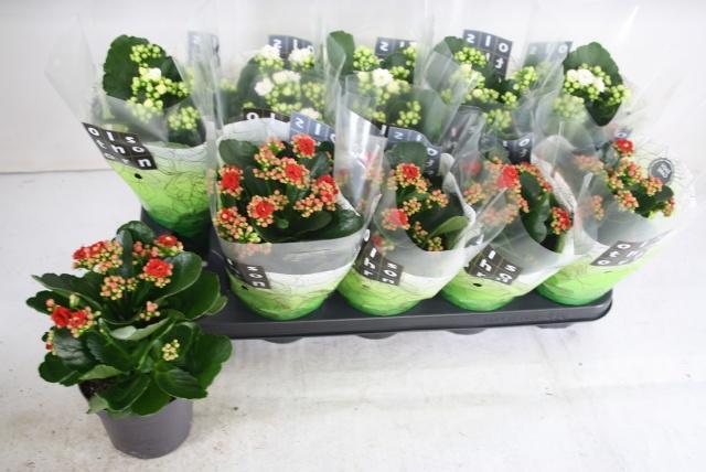 Горшечные цветы и растения оптом Kal Ge Gem 2 Kl P12 от 10шт из Голландии с доставкой по России