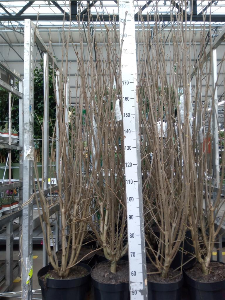 Горшечные цветы и растения оптом Syringa Josikaea от 1шт из Голландии с доставкой по России