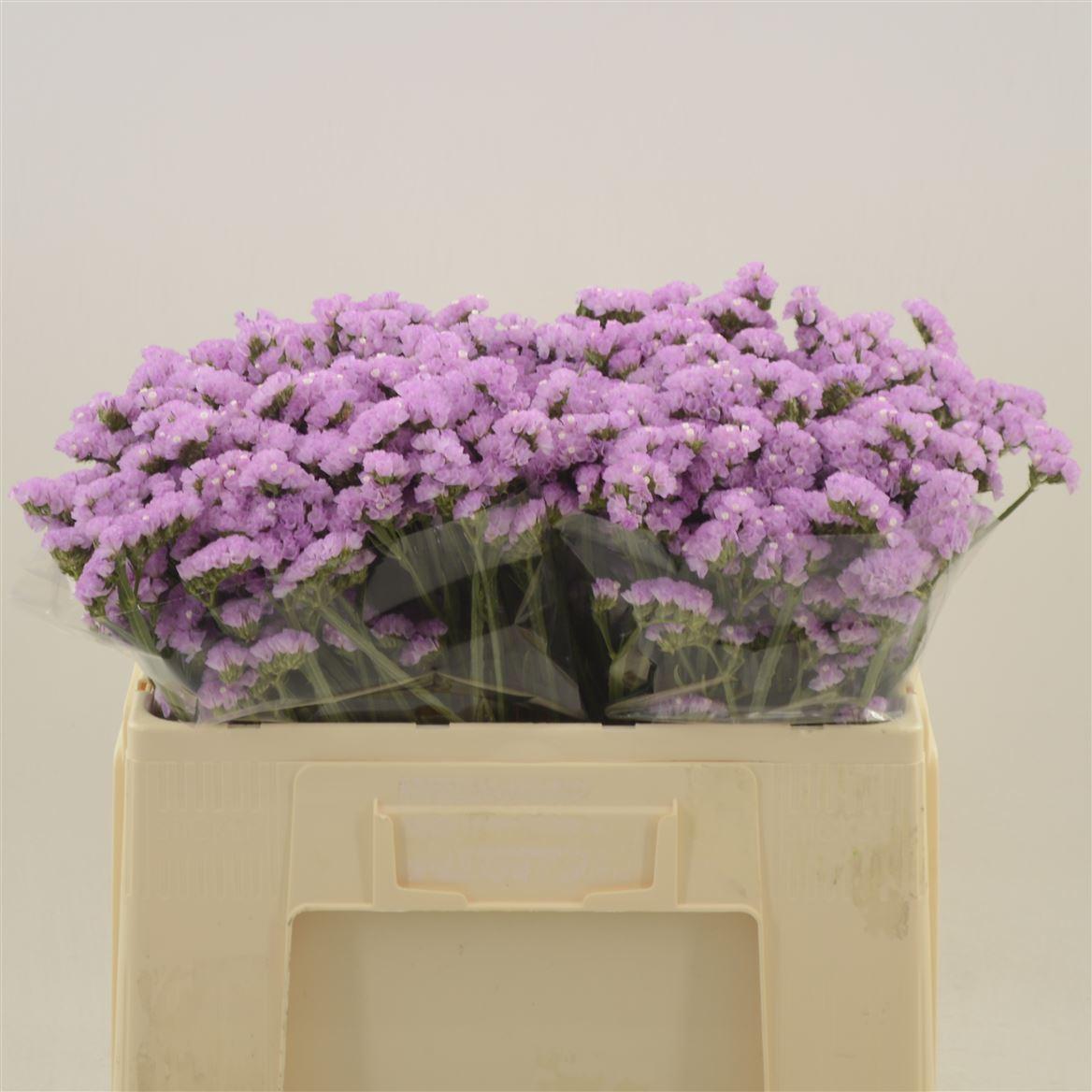 Срезанные цветы оптом Statice fantasia wings от 100шт из Голландии с доставкой по России