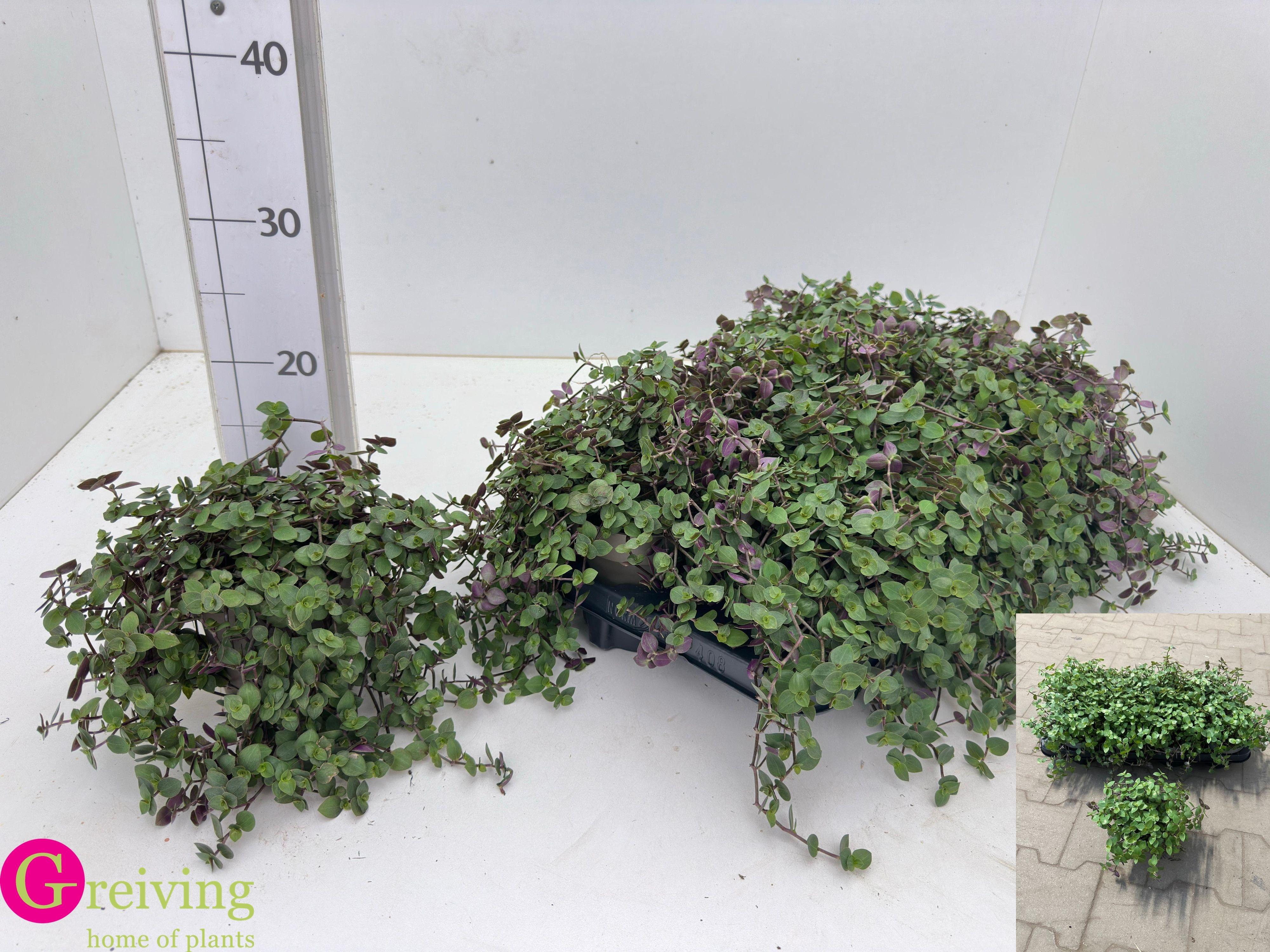 Горшечные цветы и растения оптом Callisia Turtle от 6шт из Голландии с доставкой по России