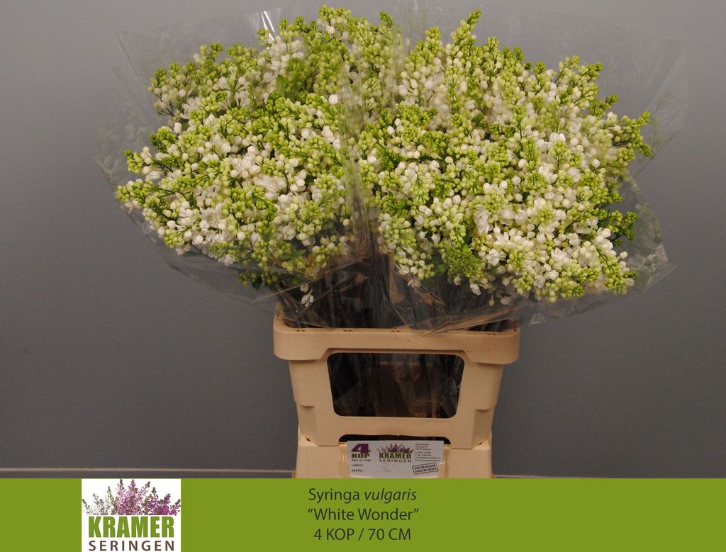 Срезанные цветы оптом Syringa white wonder от 40шт из Голландии с доставкой по России
