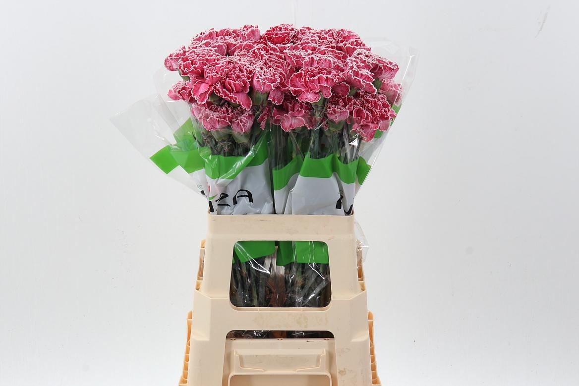 Срезанные цветы оптом Dianthus st paint lipstick red от 80шт из Голландии с доставкой по России