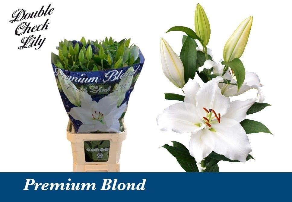 Срезанные цветы оптом Lilium or premium blond от 40шт из Голландии с доставкой по России