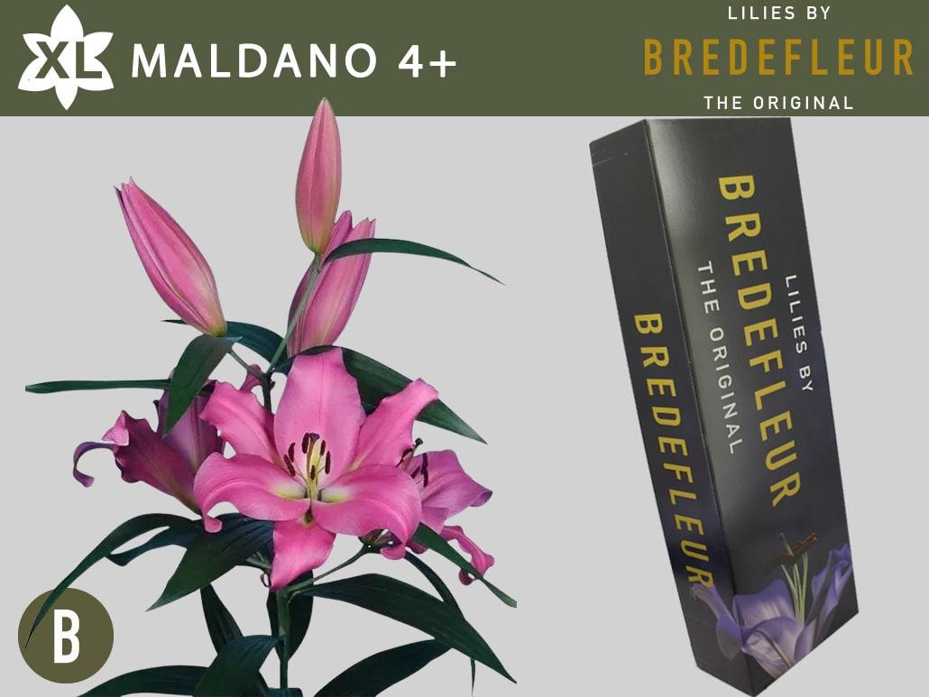 Срезанные цветы оптом Lilium or maldano от 60шт из Голландии с доставкой по России