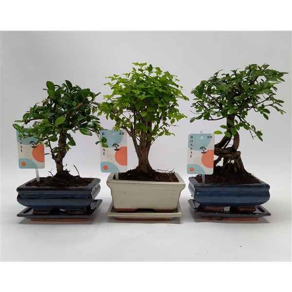 Горшечные цветы и растения оптом Bonsai Mix Traditional Ball от 10шт из Голландии с доставкой по России