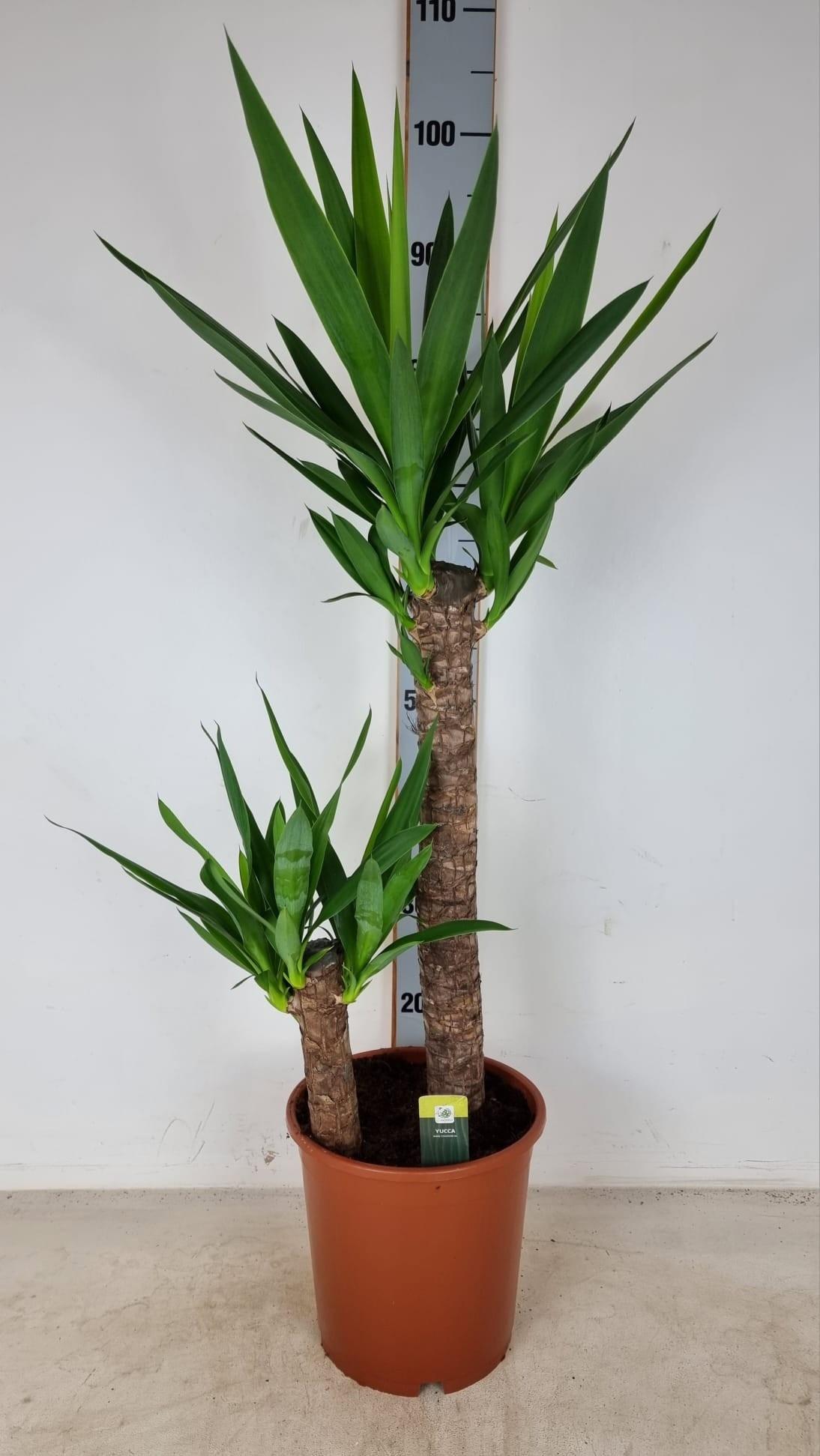 Горшечные цветы и растения оптом Yuc Elephantipes от 1шт из Голландии с доставкой по России