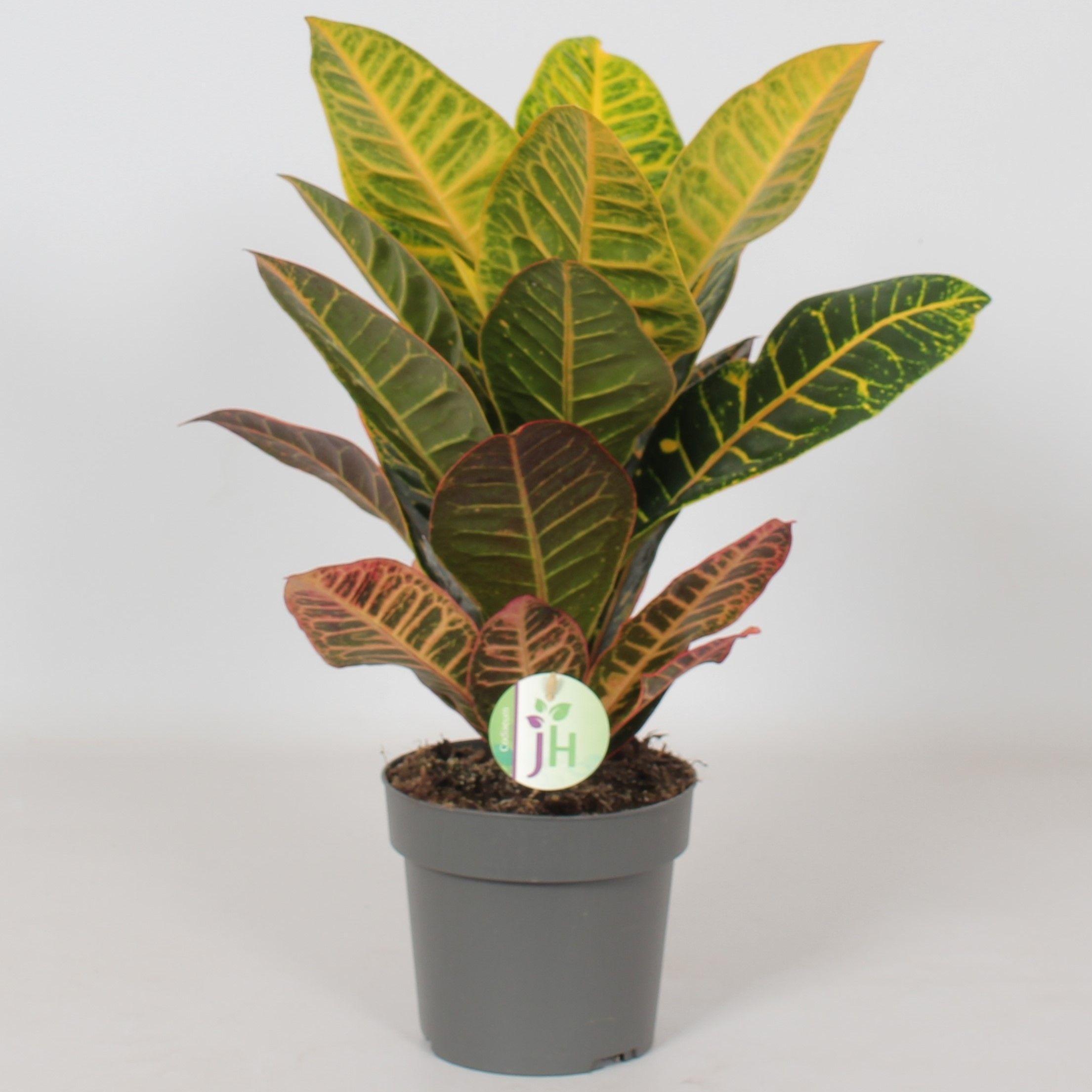 Горшечные цветы и растения оптом Codiaeum Petra от 6шт из Голландии с доставкой по России