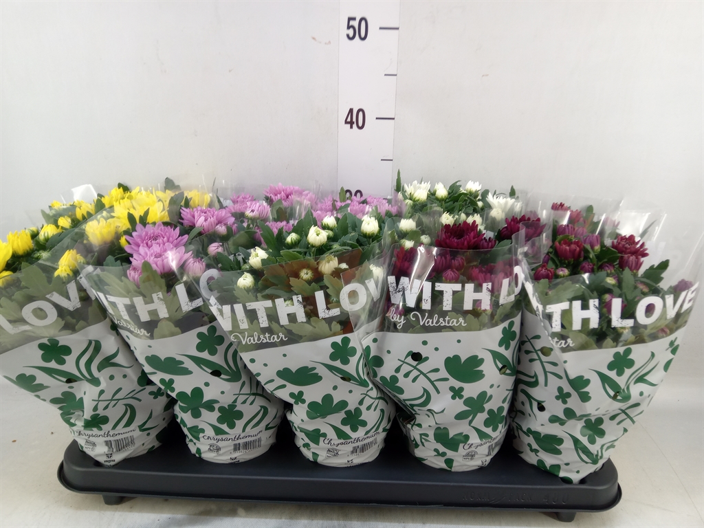 Горшечные цветы и растения оптом Chrysanthemum   ..mix 5 от 10шт из Голландии с доставкой по России