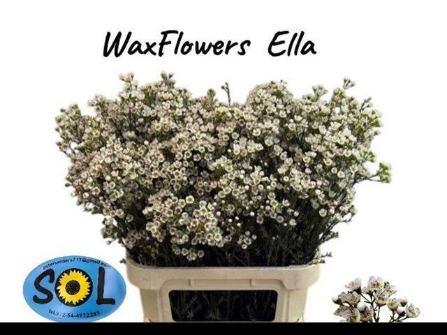 Срезанные цветы оптом Chamelaucium ella от 50шт из Голландии с доставкой по России